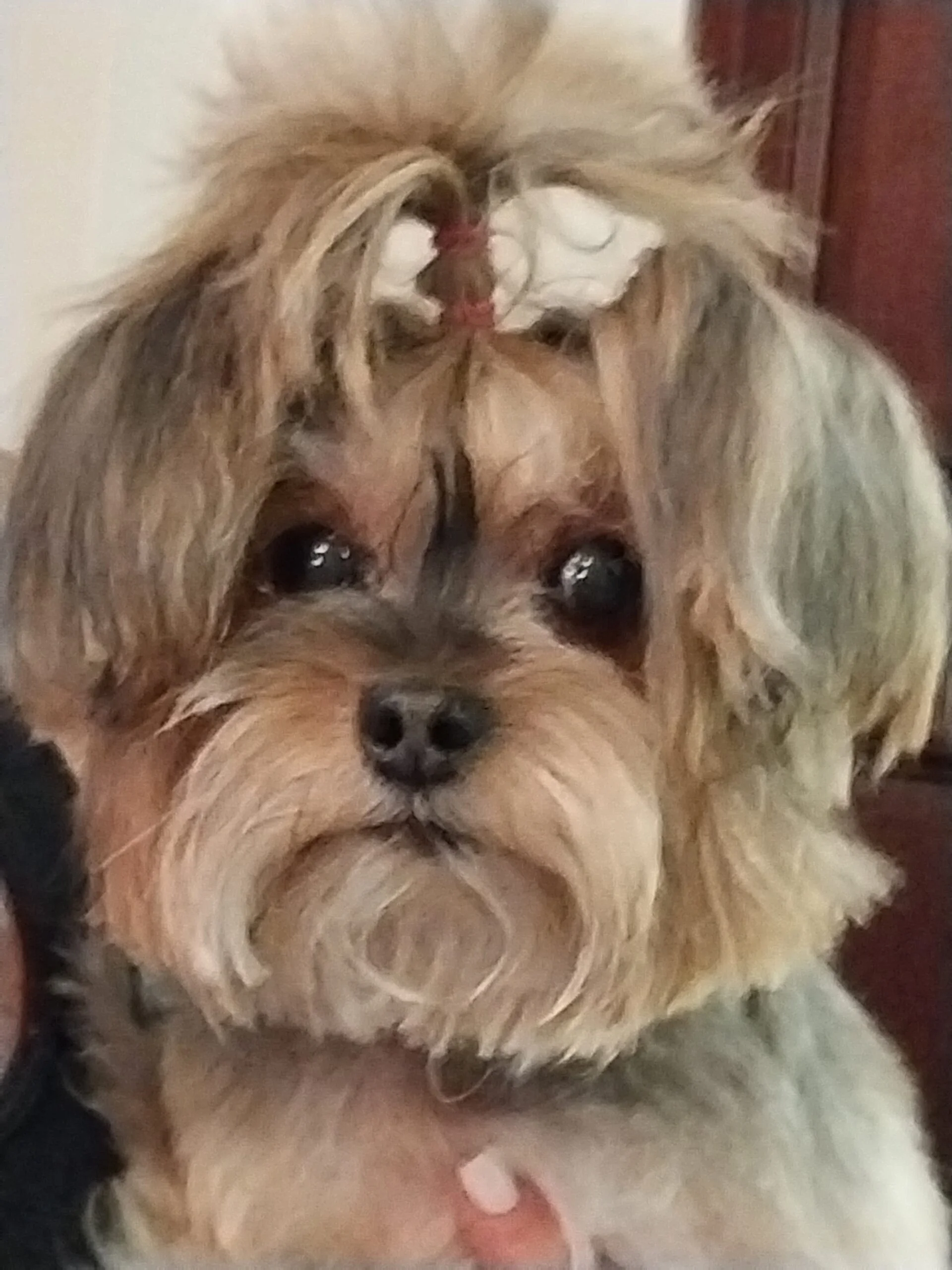 Yorkies good pets