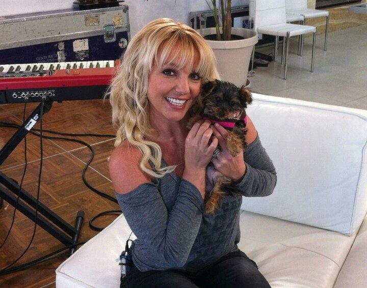 celebrity yorkie owners