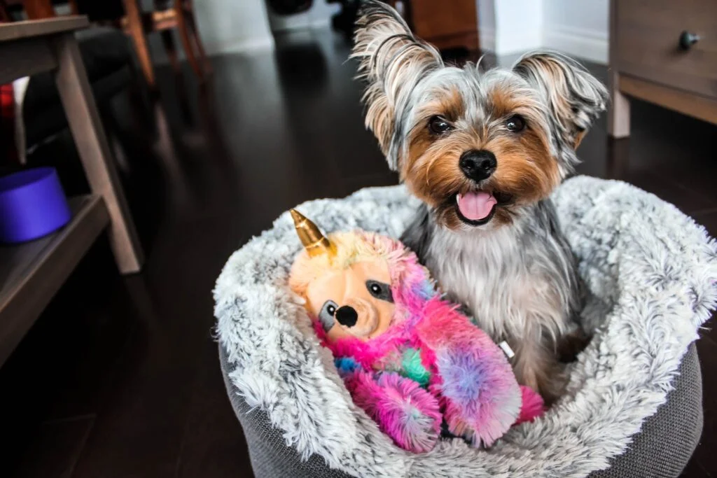 yorkie sitting behaved