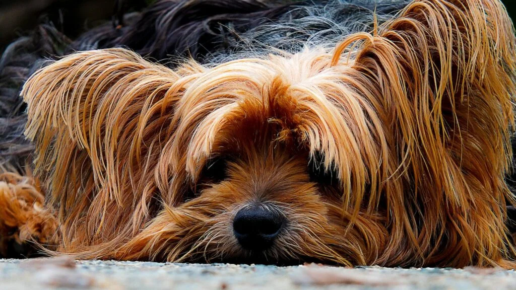cute yorkie