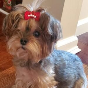 Why Are Yorkies So Cute?