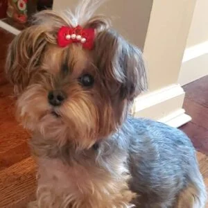 Why Are Yorkies So Cute?