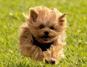 Yorkie exercising
