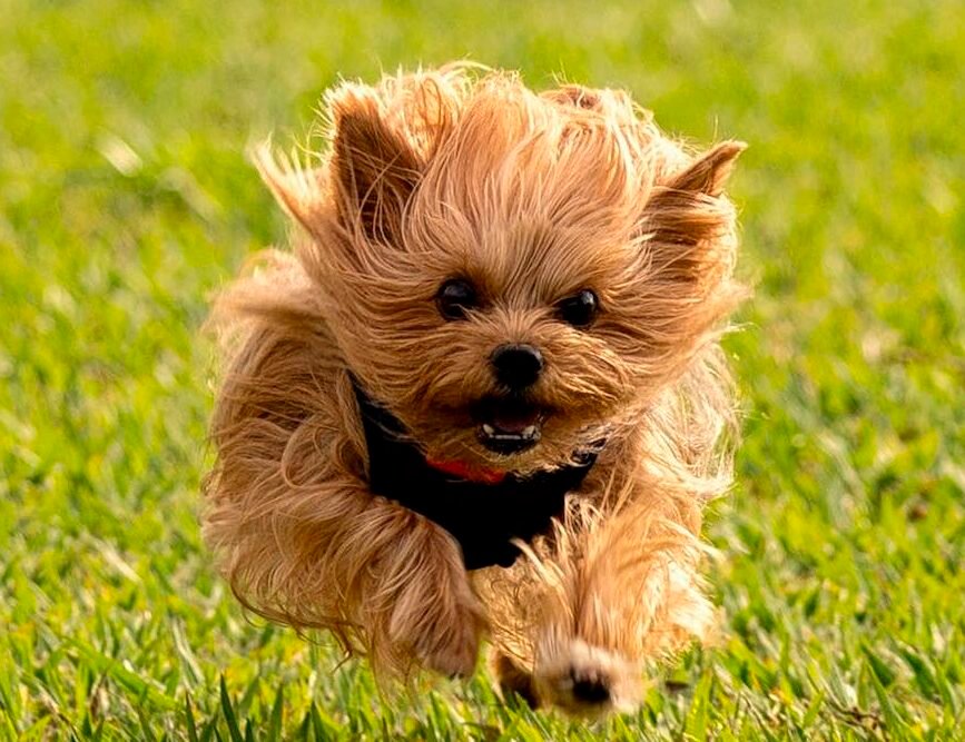 Yorkie exercising