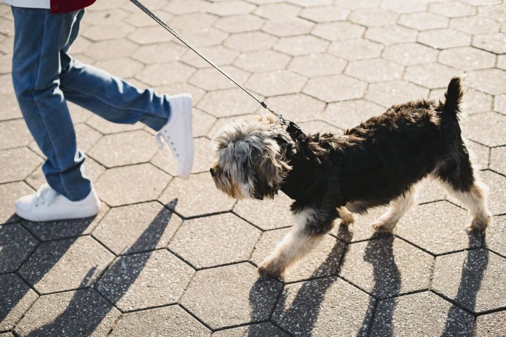 yorkie exercise requirements