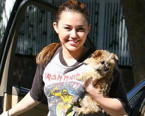 celebrity yorkie owner