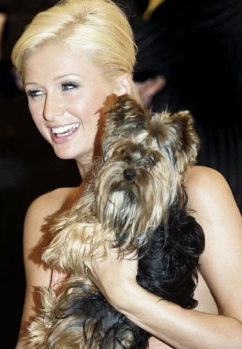 celebrity yorkie owner