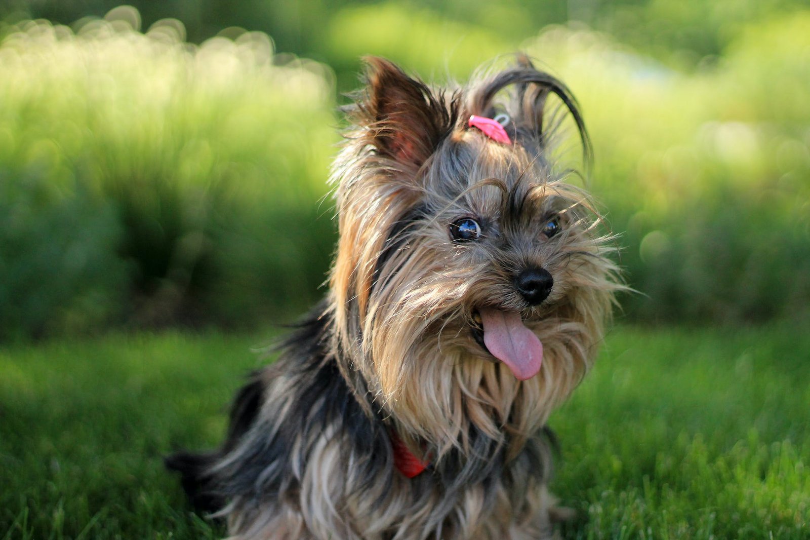 Yorkshire Terrier Puppy