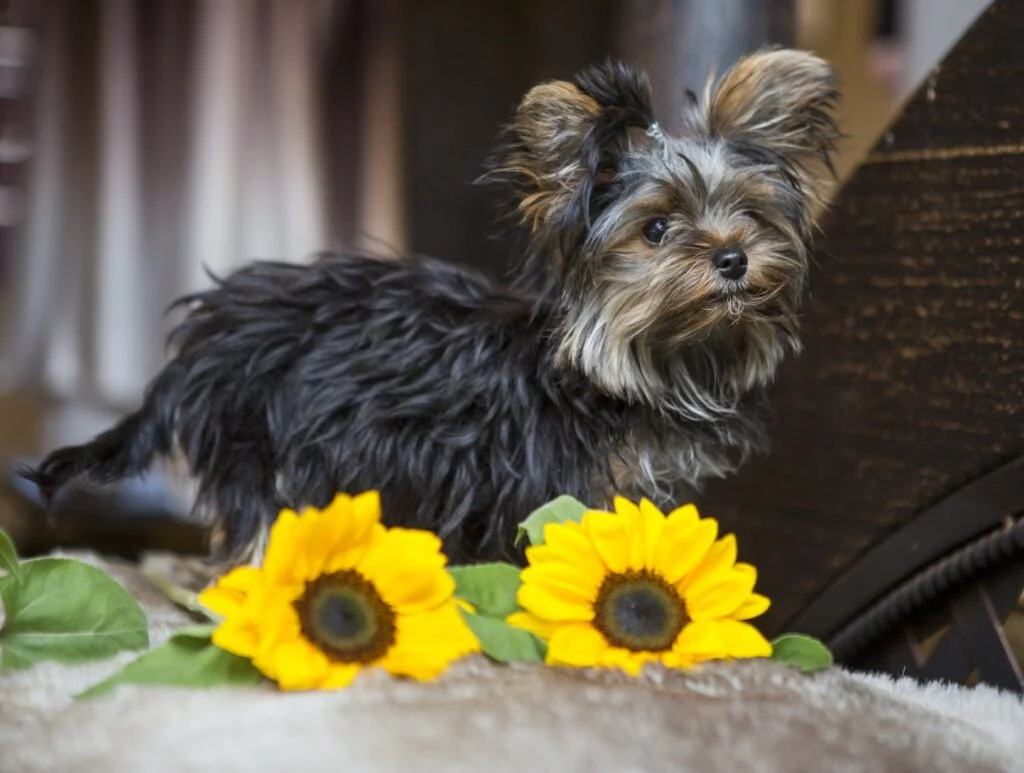 cute Yorkie 