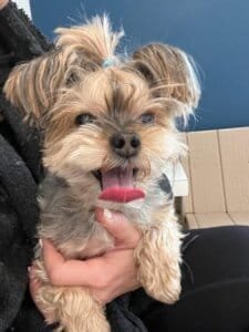 7 Great Reasons To Own A Yorkie