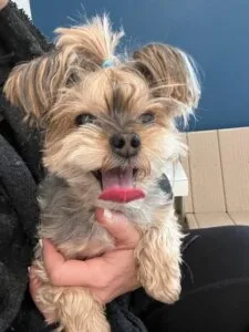 7 Great Reasons To Own A Yorkie